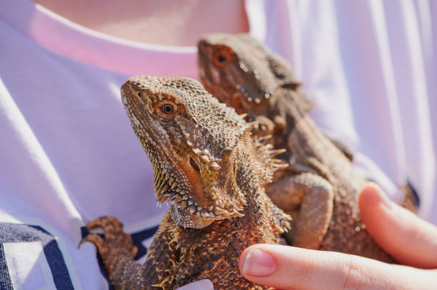 istock girl is holding two bearded dragons on the shirt on a sunny day 1216824607