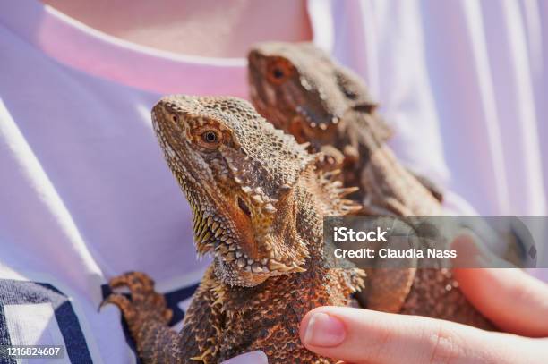 Girl Is Holding Two Bearded Dragons On The Shirt On A Sunny Day Stock Photo - Download Image Now