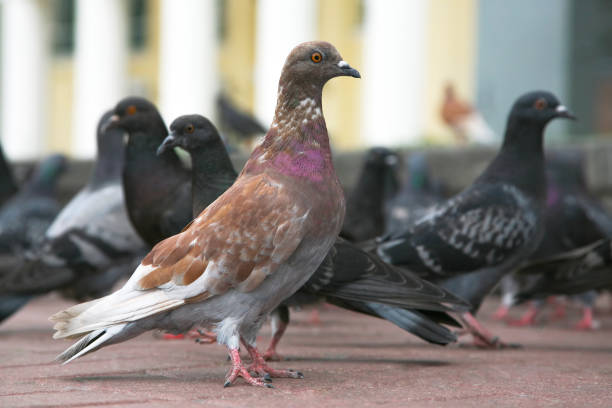 istock the dove on the area compared to other pigeons 1216824624