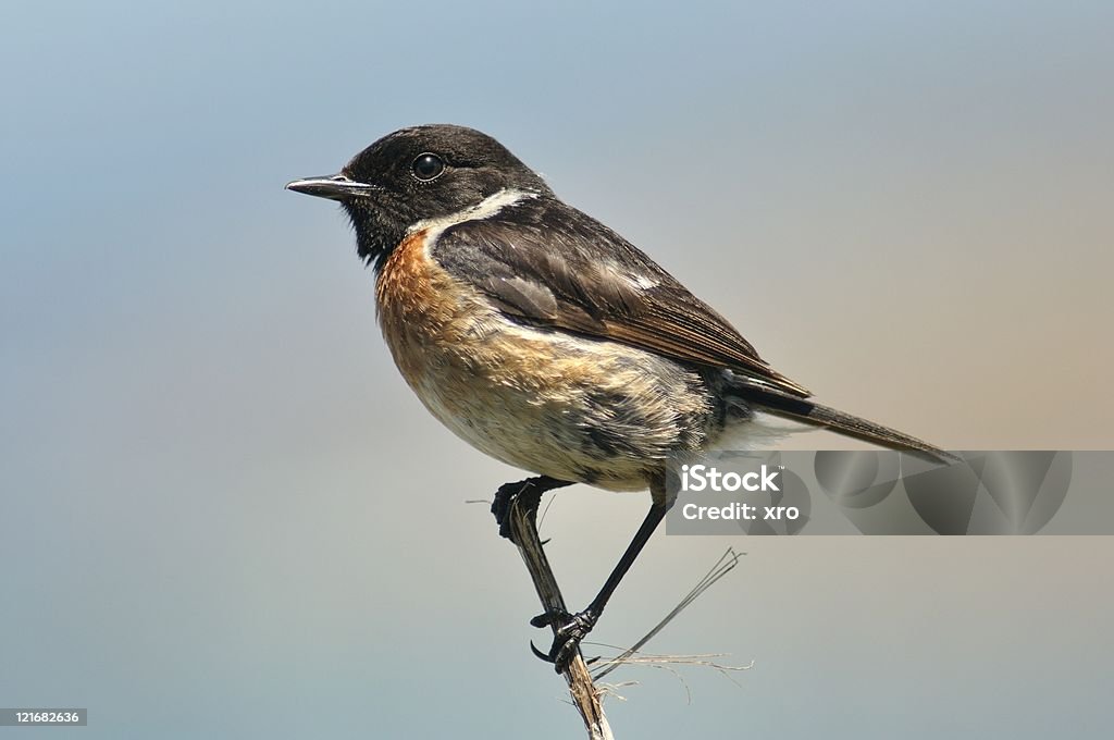 European Stonechat (Saxicola rubicola) Bird Stock Photo European Stonechat (Saxicola rubicola) Bird Stock Photo