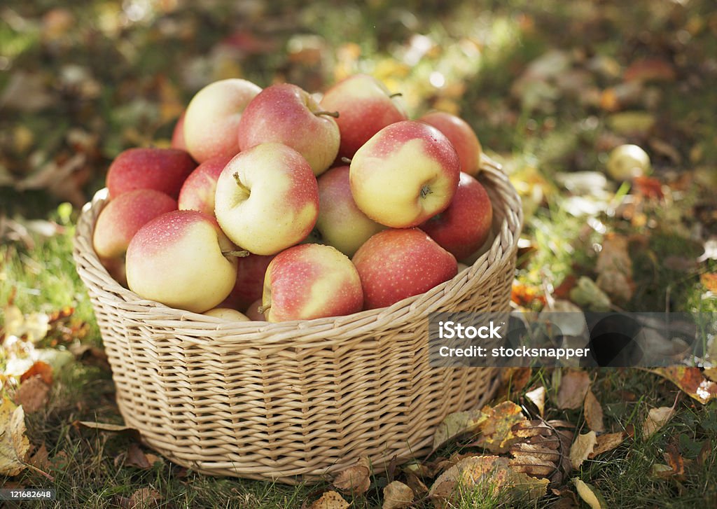 Apples  Apple - Fruit Stock Photo