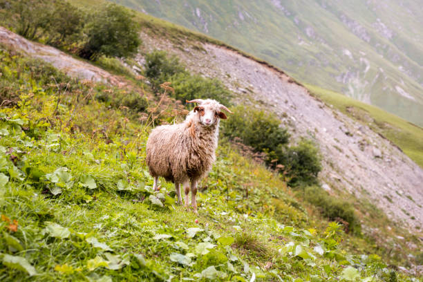 pecore in una fattoria di montagna in una giornata nuvolosa. bellissima vista sul paesaggio montano. - meadow single lane road nature field foto e immagini stock