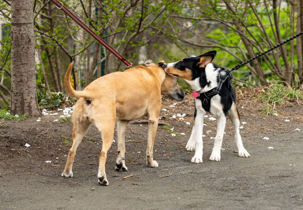 encuentro de cachorros y perros y olfateando en el parque - bridle path fotos fotografías e imágenes de stock