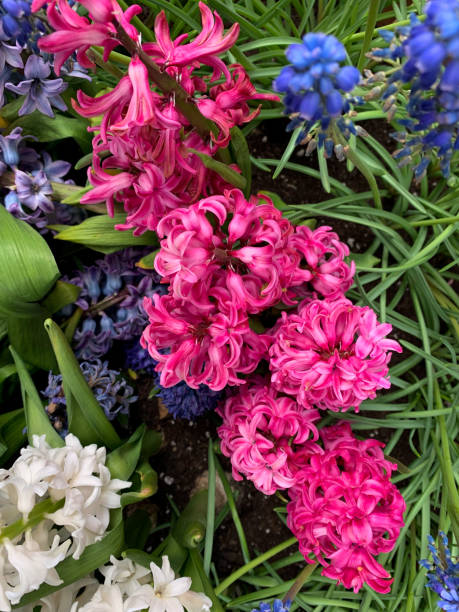 istock Beautiful colorful blooming pink Hyacinths 1216834444
