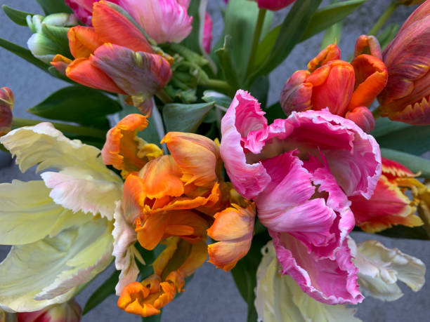 colorful parrot tulips directly above view - 2113 imagens e fotografias de stock