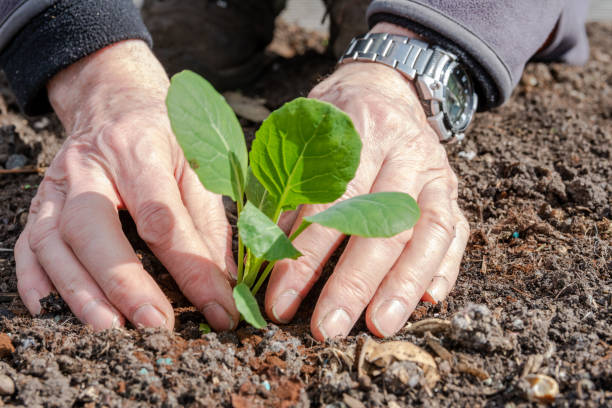 istock Planting a Vegetable Seedling in the Earth 1216836715