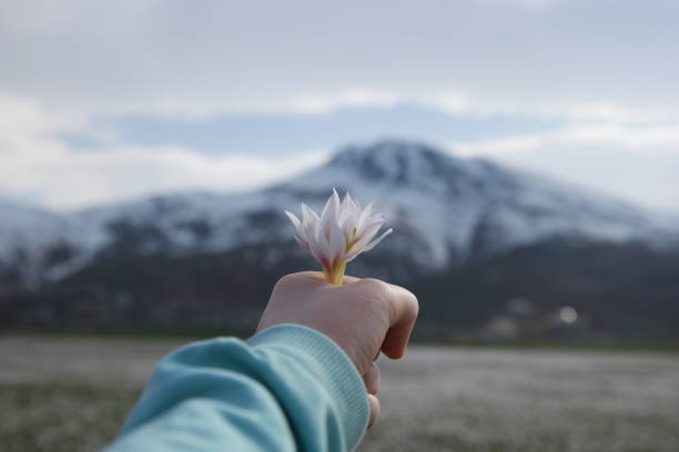 istock Cluster of beautiful fragile wild snowdrops 1216838474