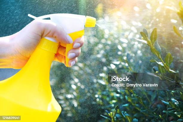 Summer Garden Works Spray Atomizer In Female Hands Watering The Greenery Stock Photo - Download Image Now
