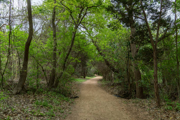 istock Dirt Walking Path Through a Dense Vegetation Park With Cloudy Day 1216839717