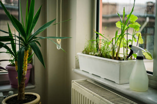 istock Greenhouse for flowers and plants 1216841558