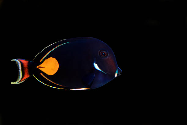 istock Achilles Surgeon Fish Tang - (Acanthurus achilles) 1216841612