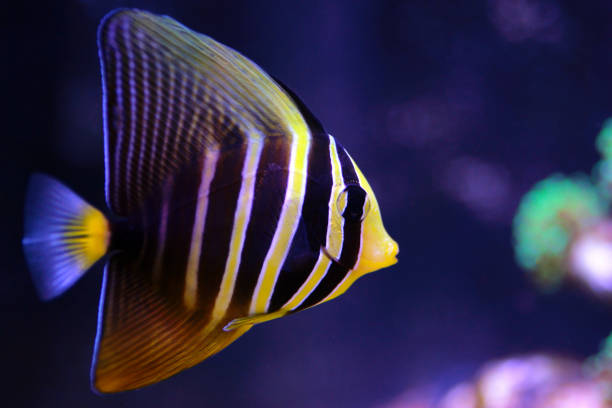 Sailfin Tang Fish - (Zebrasoma veliferum) The Sailfin Tang, also known as Pacific Sailfin Tang, has an oval body shape with several rich, distinctive bold markings. It is brown in color with light freckles on the nose. The body has five, vertical yellow stripes with intricate markings within each stripe. Its tail begins with bright yellow ending with blue highlights. Its appearance can practically double in size at will by raising or lowering its tall dorsal and anal fins sailfin tang zebrasoma veliferum zebrasoma desjardinii stock pictures, royalty-free photos & images