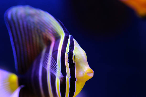 Sailfin Tang Fish - (Zebrasoma veliferum) The Sailfin Tang, also known as Pacific Sailfin Tang, has an oval body shape with several rich, distinctive bold markings. It is brown in color with light freckles on the nose. The body has five, vertical yellow stripes with intricate markings within each stripe. Its tail begins with bright yellow ending with blue highlights. Its appearance can practically double in size at will by raising or lowering its tall dorsal and anal fins sailfin tang zebrasoma veliferum zebrasoma desjardinii stock pictures, royalty-free photos & images