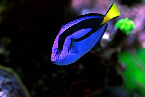 istock Royal blue tang - Paracanthurus hepatus 1216841702
