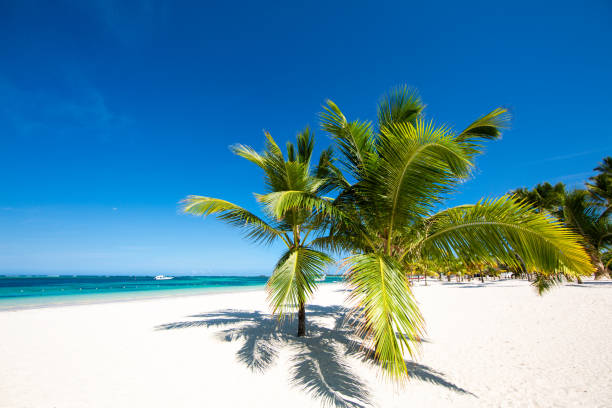 istock Two palm trees grow on a tropical beach 1216841970