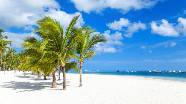 istock Beach on a tropical island with white sand and coconut trees 1216842038
