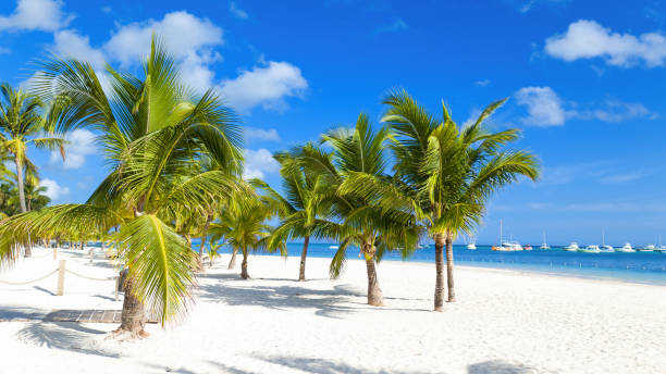 istock Tropical background. Palm trees on the caribbean sea. 1216842107