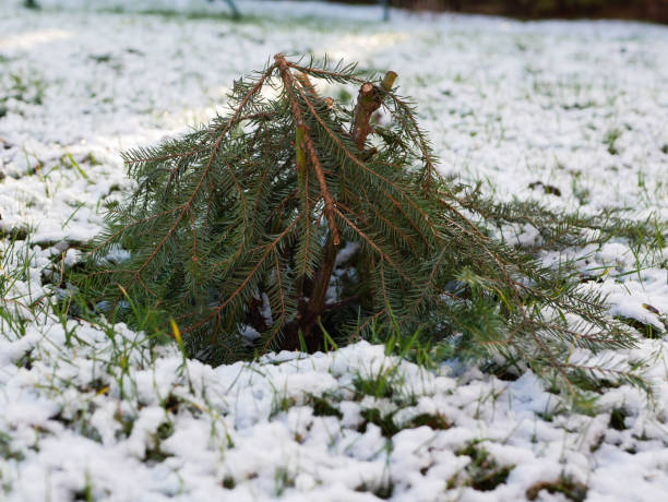 istock Warming roses for the winter. spruce branches protect against plant cuts 1216844043