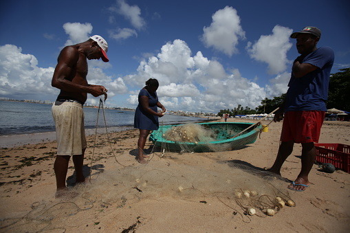 salvador, bahia / brazil  - january 24, 2019: Fishermen are seen gathering fish from the fishing net at Itapua Beach in Salvador.