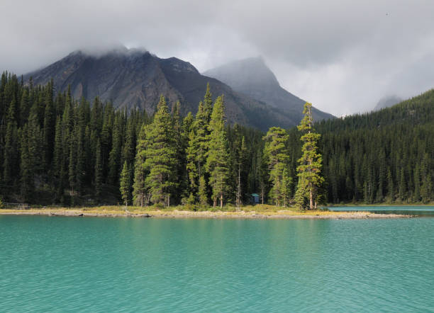 istock Small Group Of Cedar Trees On Lake Maligne Jasper National Park 1216844491