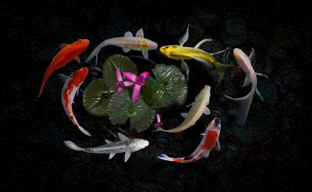 istock Koi fish pond with lotus flowers 1216844551