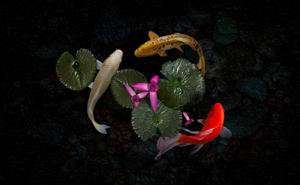 istock Koi fish pond with lotus flowers 1216844575