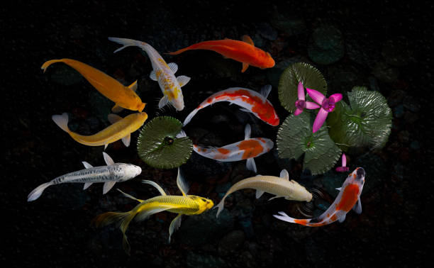 istock Koi fish pond with lotus flowers 1216844579