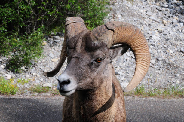 vue de visage d’un parc national de moutons d’amérique de montagne rocheuses jasper - canada alberta mountain mountain range photos et images de collection