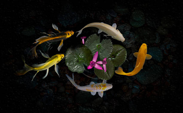istock Koi fish pond with lotus flowers 1216844653