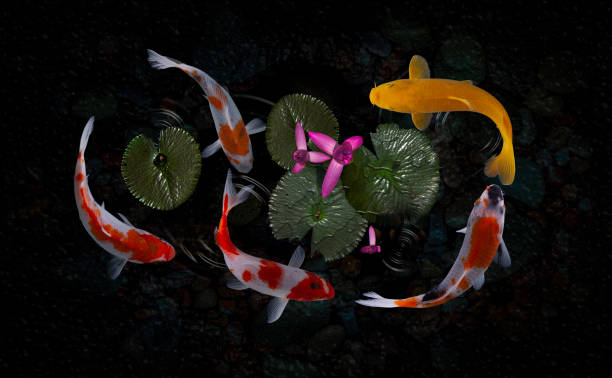istock Koi fish pond with lotus flowers 1216844711