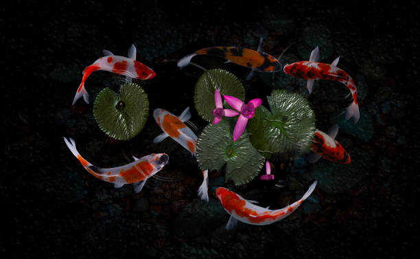 istock Koi fish pond with lotus flowers 1216844712