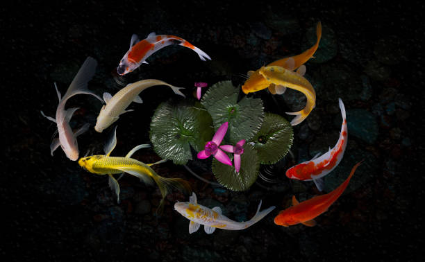 istock Koi fish pond with lotus flowers 1216844714