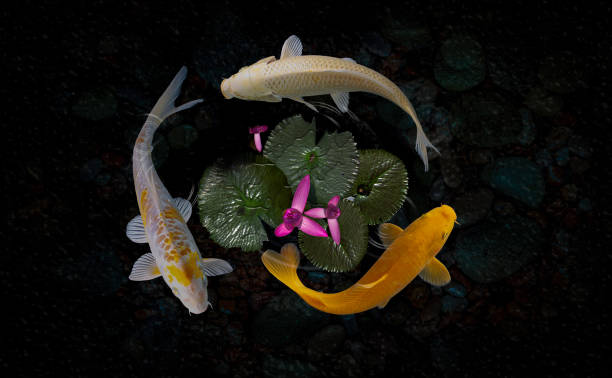 Koi fish pond with lotus flowers