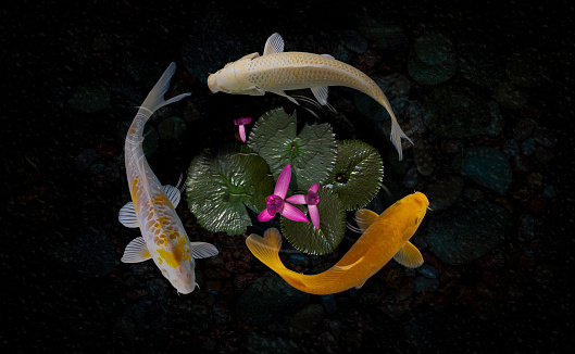Beautiful Koi Fish Swimming Pond Lotus