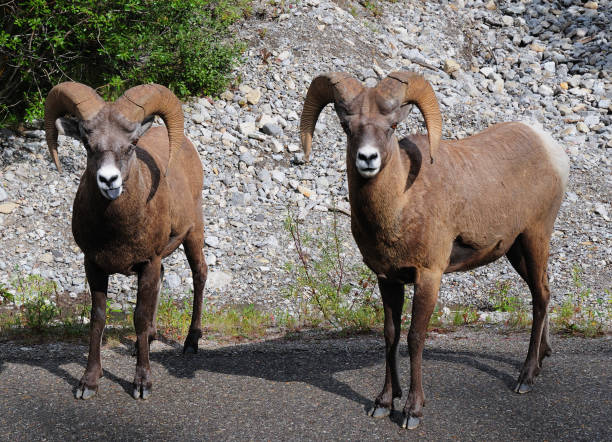 couples de moutons d’amérique de montagne rocheuse restant sur le parc national de rue jasper - canada alberta mountain mountain range photos et images de collection