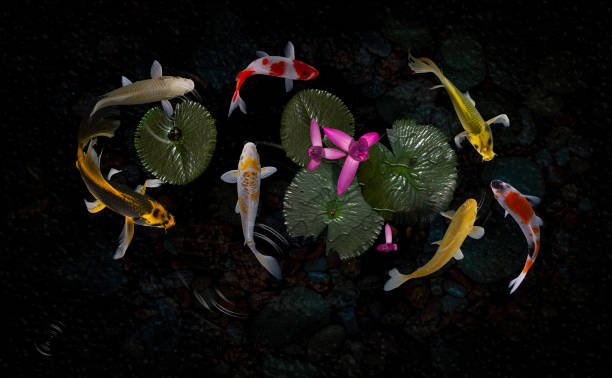 istock Koi fish pond with lotus flowers 1216845265
