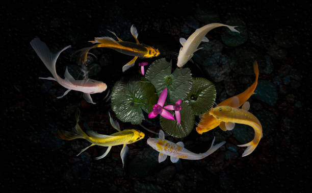 istock Koi fish pond with lotus flowers 1216845314