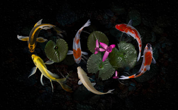istock Koi fish pond with lotus flowers 1216845319
