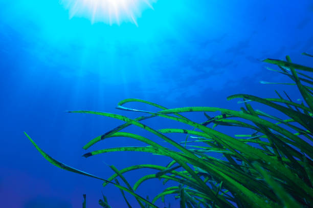 Posidonia oceanica underwater