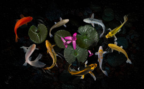 istock Koi fish pond with lotus flowers 1216845391