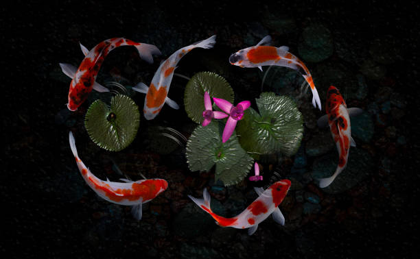 istock Koi fish pond with lotus flowers 1216845392