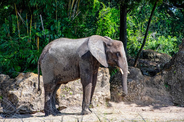 istock African elephants eating hay 1216845567