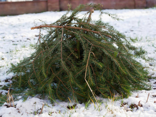 istock Warming roses for the winter. spruce branches protect against plant cuts 1216845605