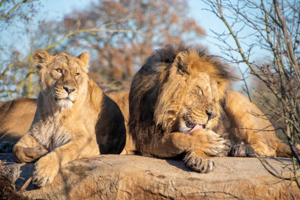istock Lion and Lioness laying on a rock 1216845707