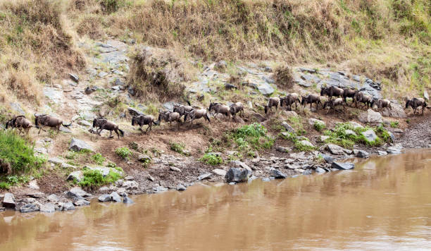 istock Wildebeest Herd Stock Photo 1216845731