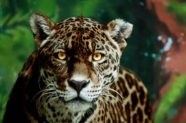 Half black panther jaguar with glowing yellow eyes