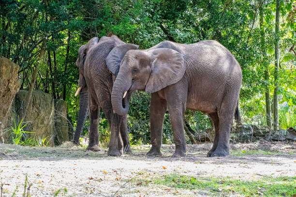 istock African elephants eating hay 1216845777