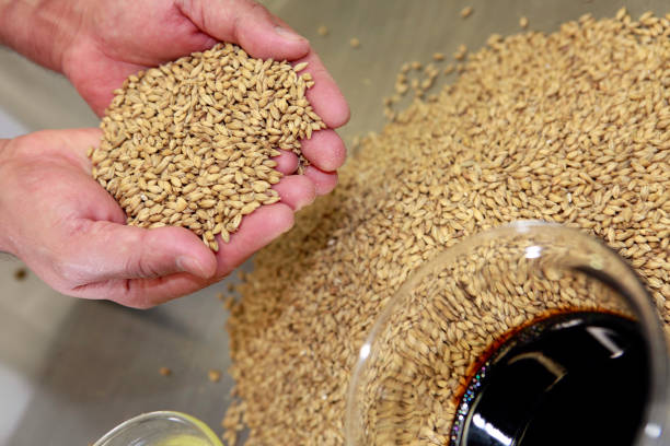 istock grains of barley 1216846474