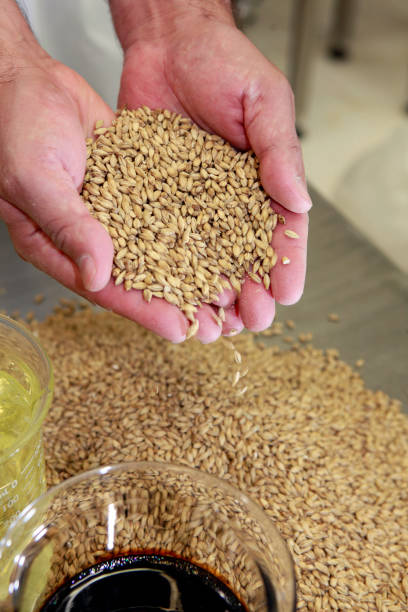 istock grains of barley 1216846504