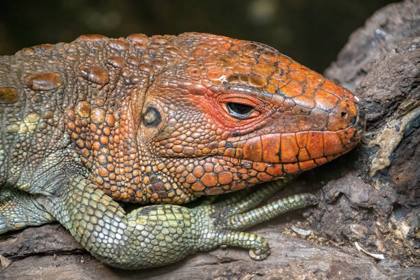 istock portrait view of a Caiman Lizard's head 1216846530